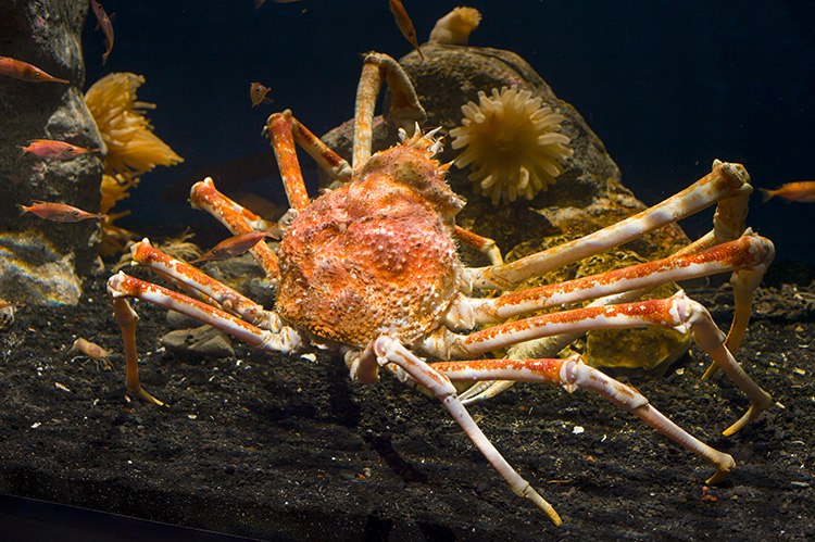 日本唯一の深海水族館！ 深海魚を見て食べられるスゴい遊び場が沼津にある