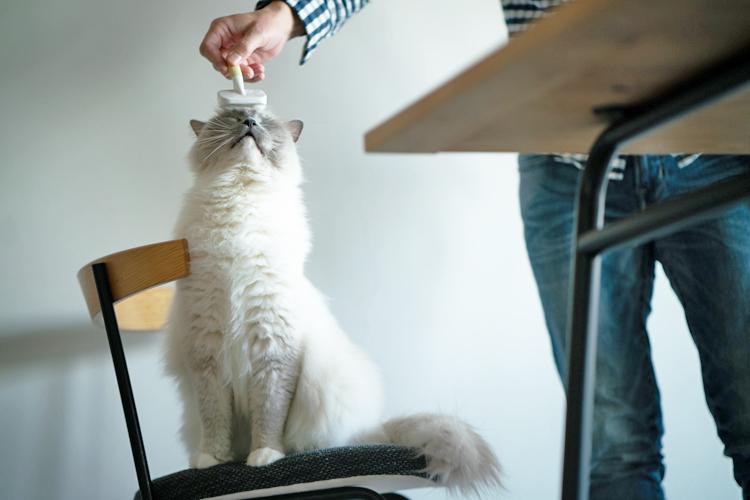 ブラッシング中のマリーちゃん