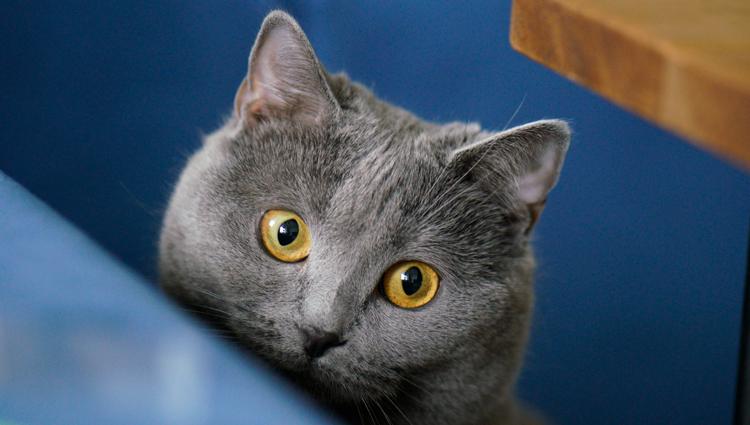 ショコラちゃん