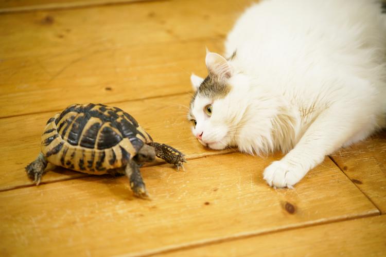 サスケとココ・ジャンボ