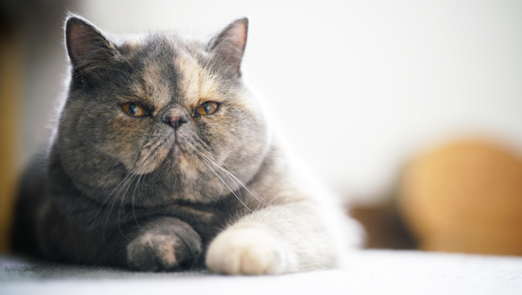 穏やかなお顔で見つめるねこ ジオード有り瑪瑙 素敵な逸品 穏やかなお