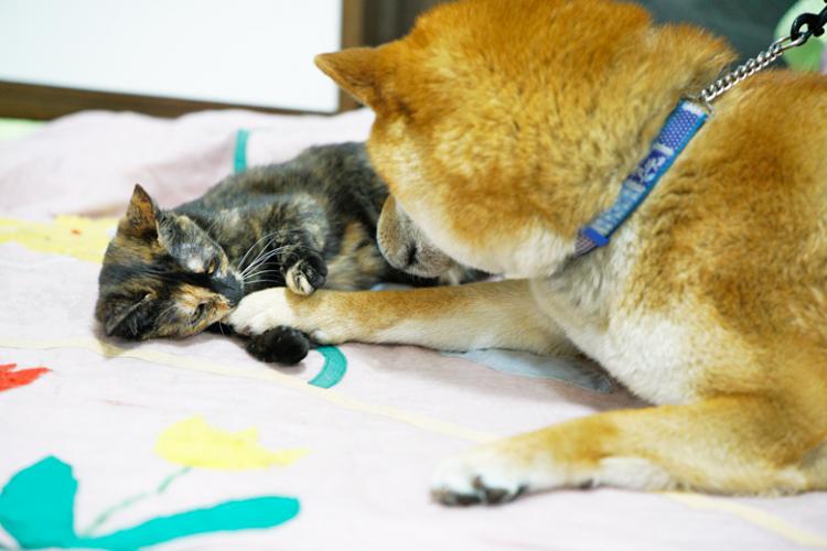 この手か！この手なのか！！ 