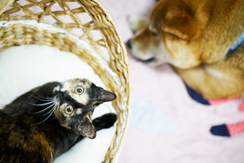 キーちゃんと風太くん