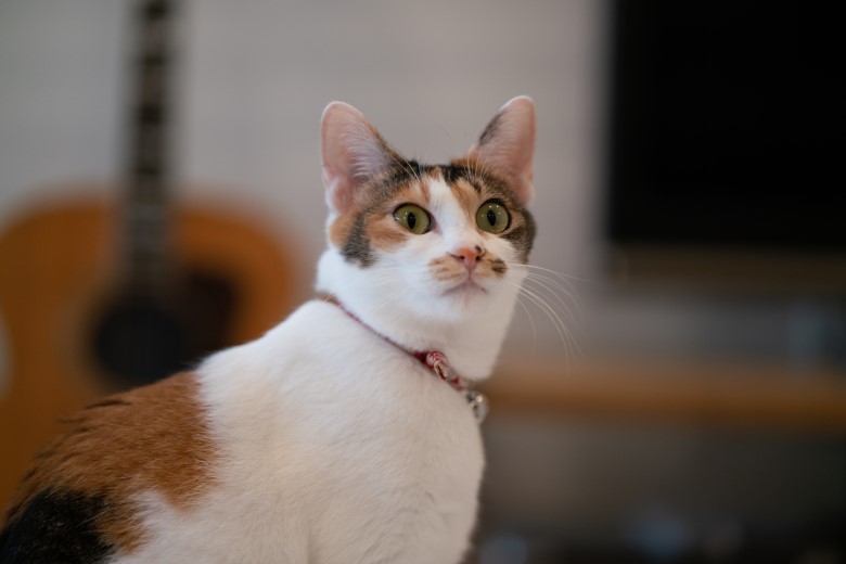 ふみ