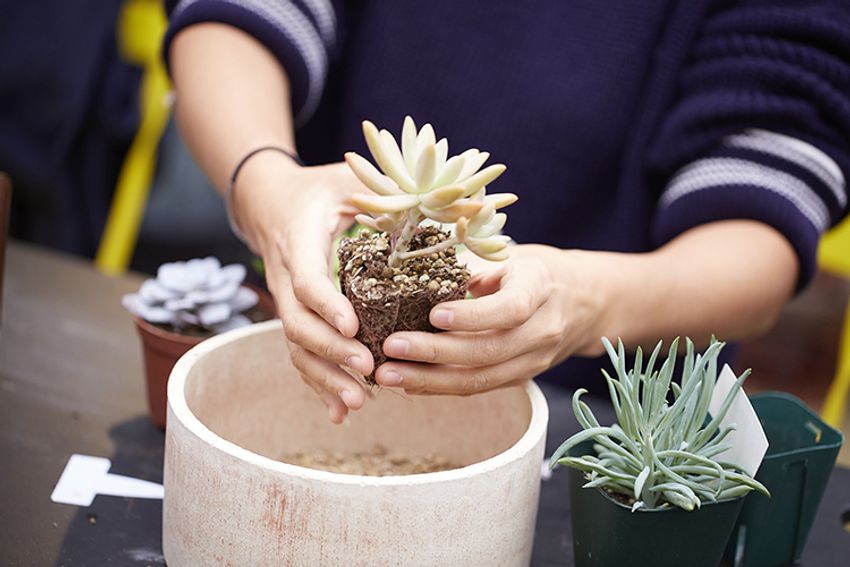 第6回イベントレポート！西海岸を感じる”男の鉢植え”デビュー!! - 5枚目の画像