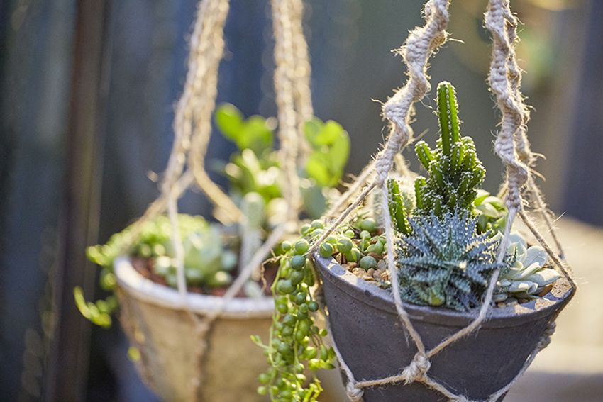 第6回イベントレポート！西海岸を感じる”男の鉢植え”デビュー!! - 11枚目の画像