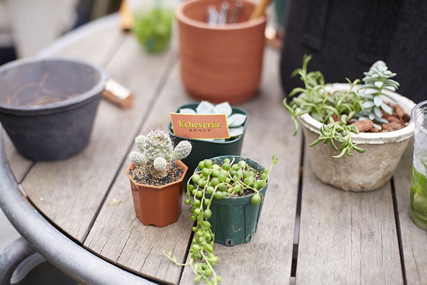 第6回イベントレポート！西海岸を感じる”男の鉢植え”デビュー!! - 4枚目の画像