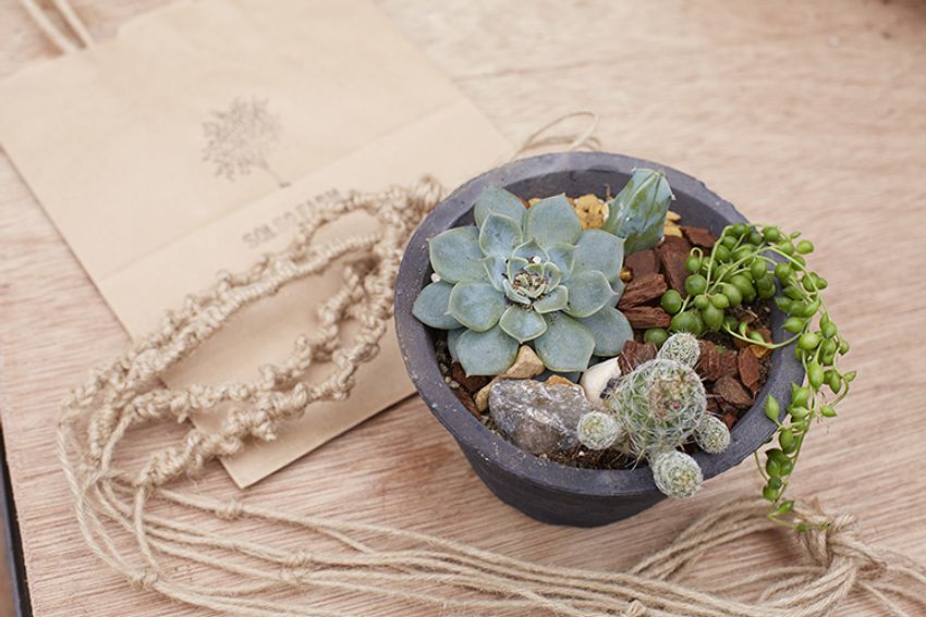 第6回イベントレポート！西海岸を感じる”男の鉢植え”デビュー!! - 12枚目の画像