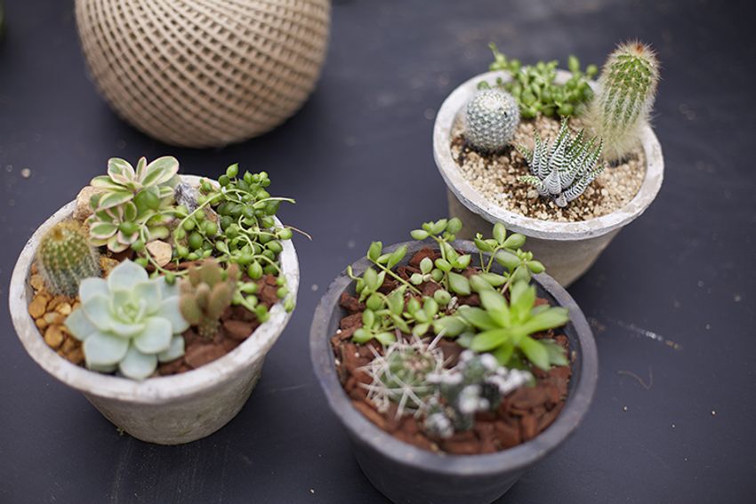 第6回イベントレポート！西海岸を感じる”男の鉢植え”デビュー!! - 8枚目の画像