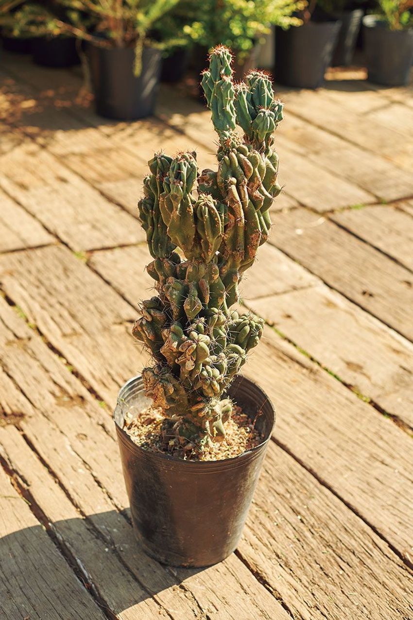 熊谷隆志さんの最新プランツ・ハンティングで向かった先とその成果 - 13枚目の画像