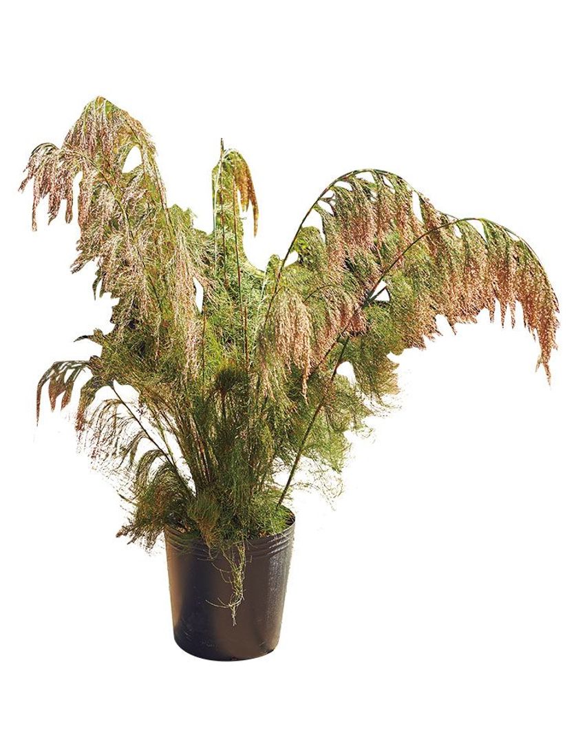 熊谷隆志さんの最新プランツ・ハンティングで向かった先とその成果 - 10枚目の画像