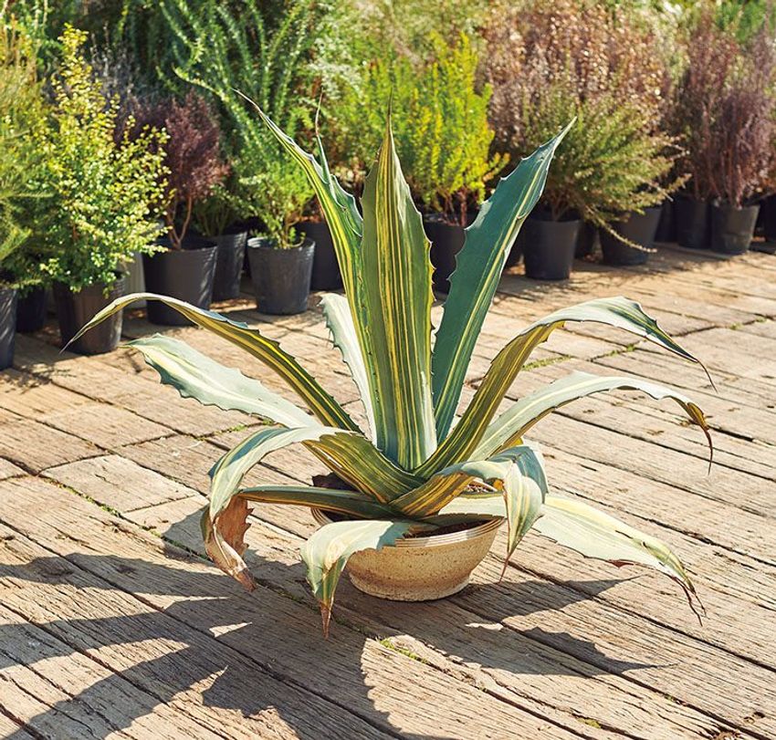 熊谷隆志さんの最新プランツ・ハンティングで向かった先とその成果 - 18枚目の画像