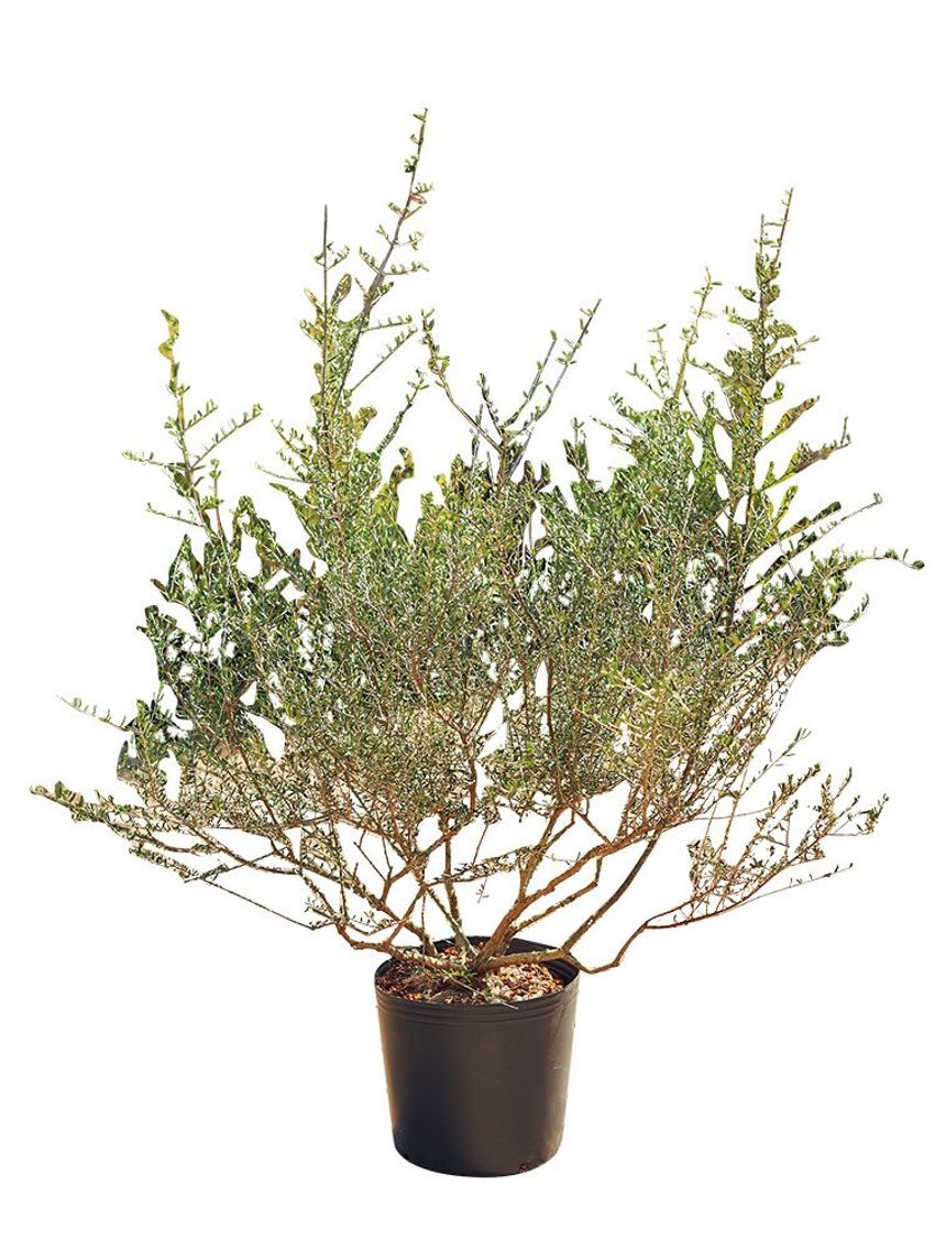 熊谷隆志さんの最新プランツ・ハンティングで向かった先とその成果 - 11枚目の画像