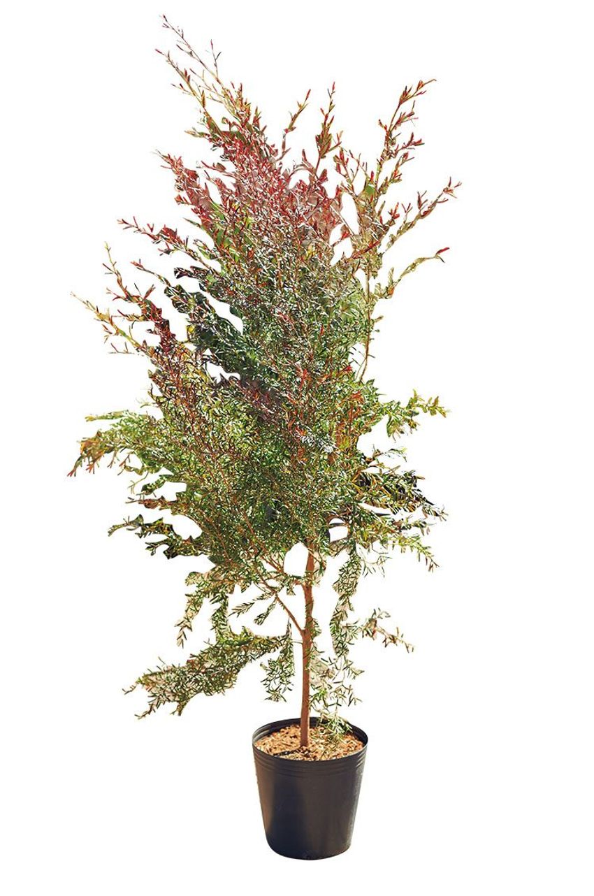 熊谷隆志さんの最新プランツ・ハンティングで向かった先とその成果 - 17枚目の画像