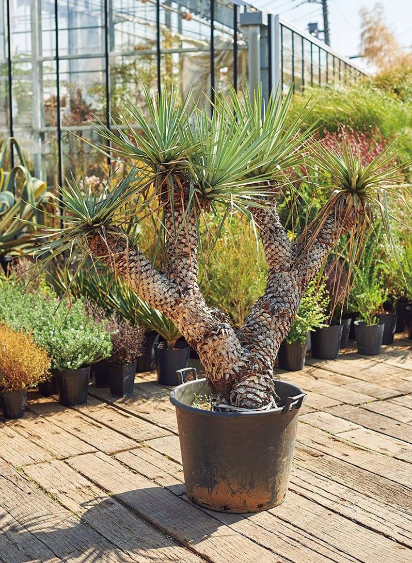 熊谷隆志さんの最新プランツ・ハンティングで向かった先とその成果 - 14枚目の画像