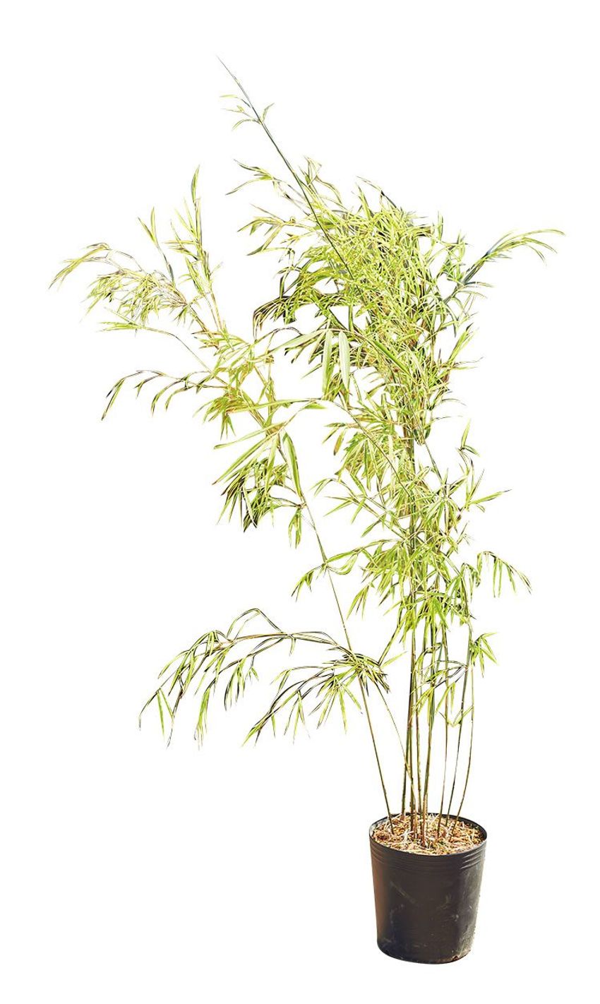 熊谷隆志さんの最新プランツ・ハンティングで向かった先とその成果 - 15枚目の画像