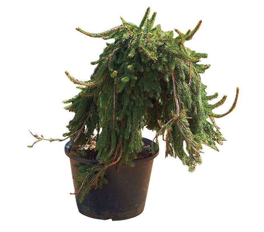 熊谷隆志さんの最新プランツ・ハンティングで向かった先とその成果 - 12枚目の画像