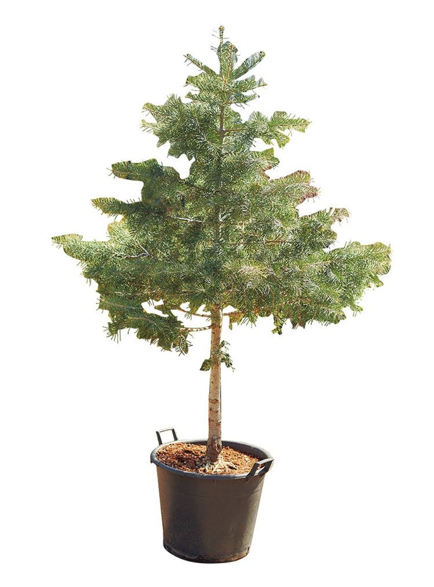 熊谷隆志さんの最新プランツ・ハンティングで向かった先とその成果 - 16枚目の画像