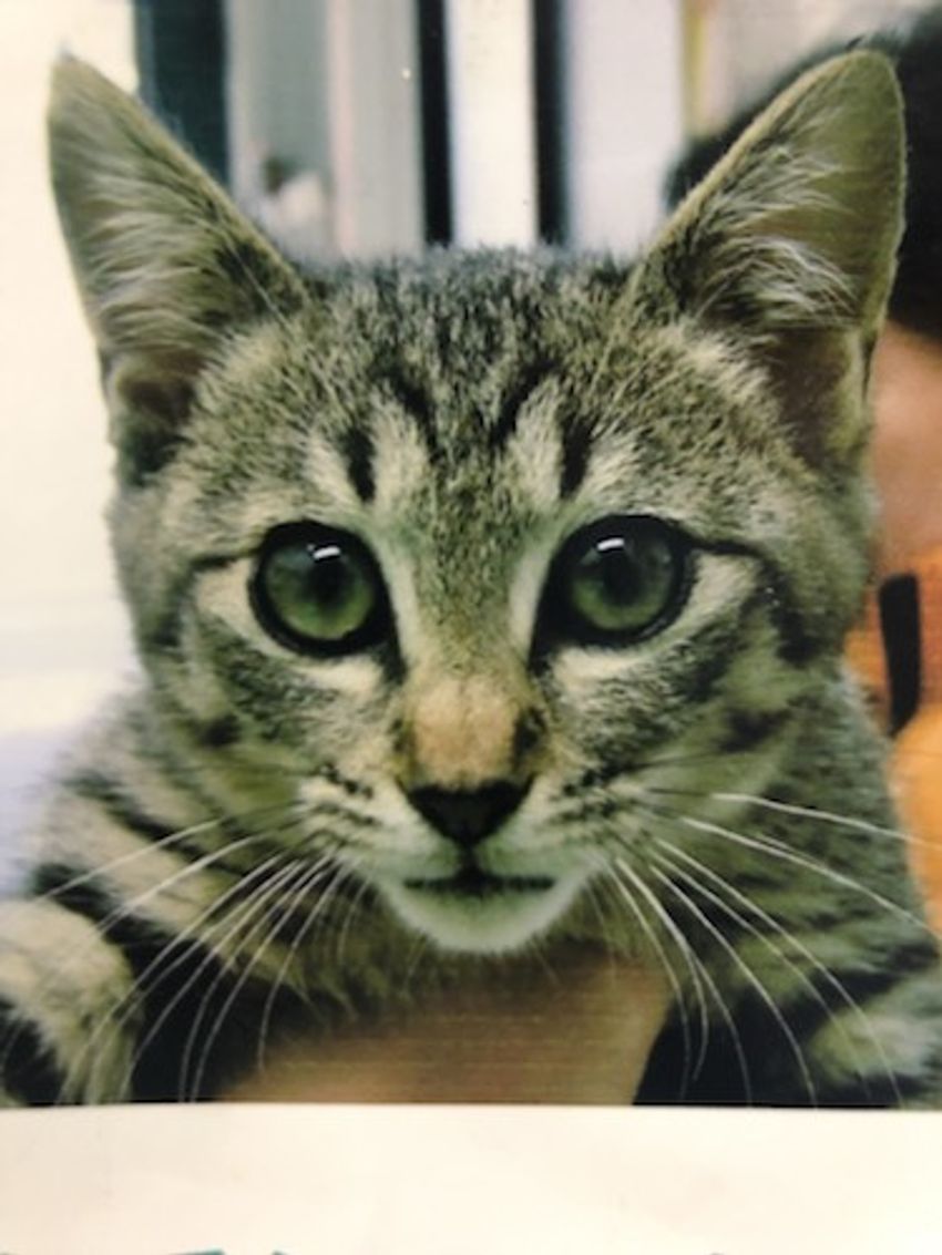 大井町の立ち飲みバーで、看板娘の実家猫が“ワイルド”だった - 15枚目の画像