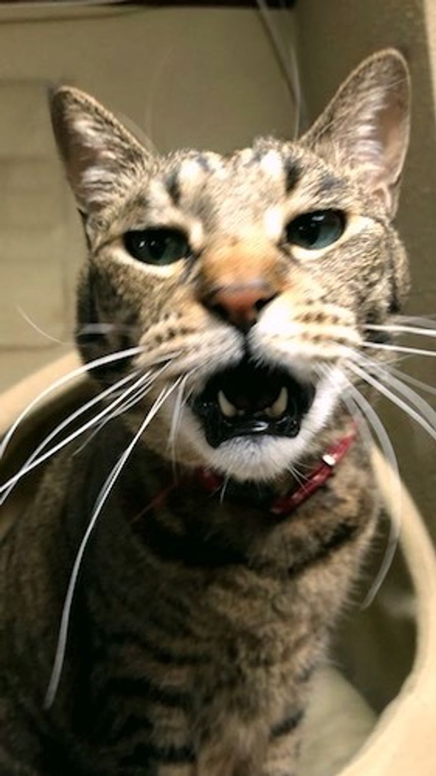 大井町の立ち飲みバーで、看板娘の実家猫が“ワイルド”だった - 16枚目の画像