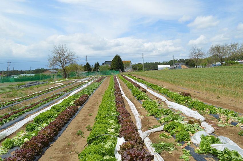 夏休みは親子で「農業」を。土から知る学校では教えてくれない大切なこと - 3枚目の画像