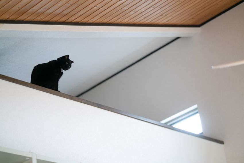 好対照な性格でご主人を虜にするペアネコ・ジンジャー&クミン - 9枚目の画像