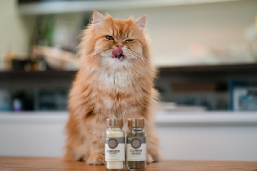 好対照な性格でご主人を虜にするペアネコ・ジンジャー&クミン - 8枚目の画像