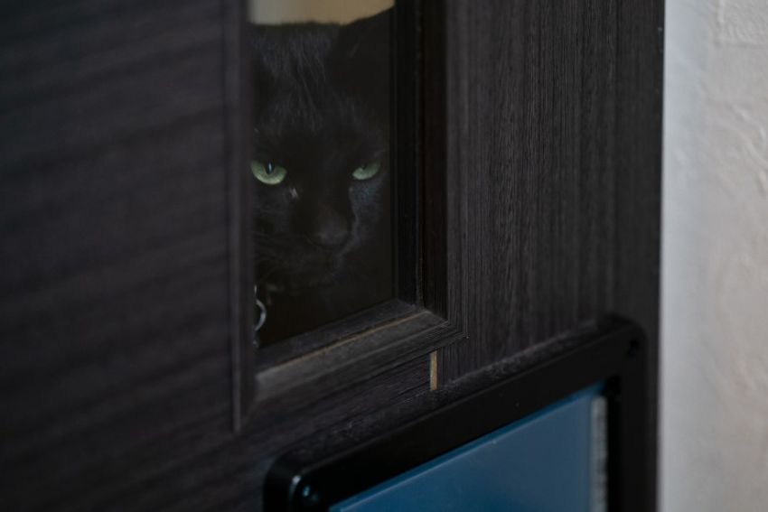 好対照な性格でご主人を虜にするペアネコ・ジンジャー&クミン - 19枚目の画像