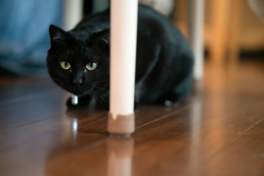 好対照な性格でご主人を虜にするペアネコ・ジンジャー&クミン - 13枚目の画像