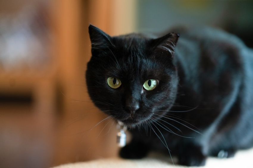 好対照な性格でご主人を虜にするペアネコ・ジンジャー&クミン - 11枚目の画像