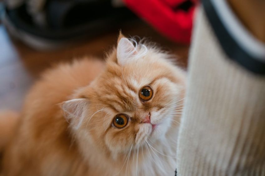 好対照な性格でご主人を虜にするペアネコ・ジンジャー&クミン - 18枚目の画像