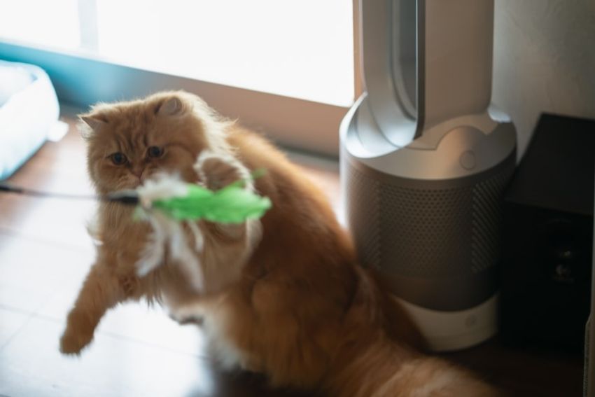 好対照な性格でご主人を虜にするペアネコ・ジンジャー&クミン - 4枚目の画像