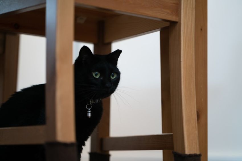 好対照な性格でご主人を虜にするペアネコ・ジンジャー&クミン - 10枚目の画像