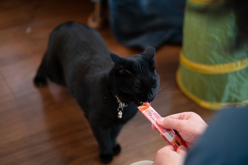 好対照な性格でご主人を虜にするペアネコ・ジンジャー&クミン - 12枚目の画像