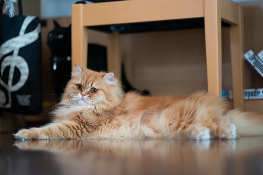 好対照な性格でご主人を虜にするペアネコ・ジンジャー&クミン - 3枚目の画像