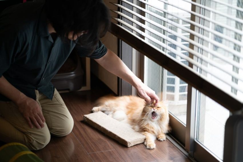 好対照な性格でご主人を虜にするペアネコ・ジンジャー&クミン - 15枚目の画像