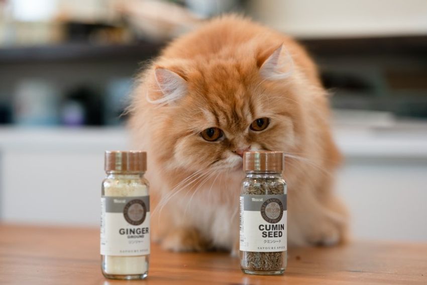 好対照な性格でご主人を虜にするペアネコ・ジンジャー&クミン - 7枚目の画像