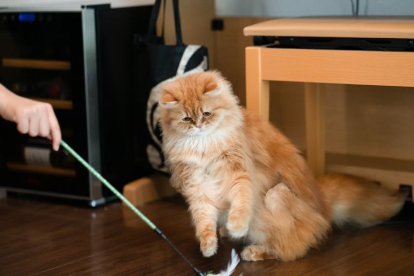 好対照な性格でご主人を虜にするペアネコ・ジンジャー&クミン - 6枚目の画像