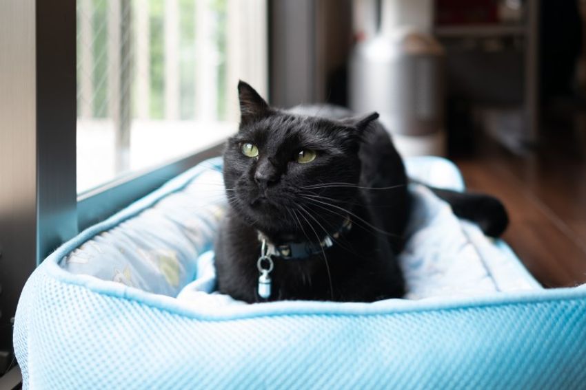 好対照な性格でご主人を虜にするペアネコ・ジンジャー&クミン - 17枚目の画像