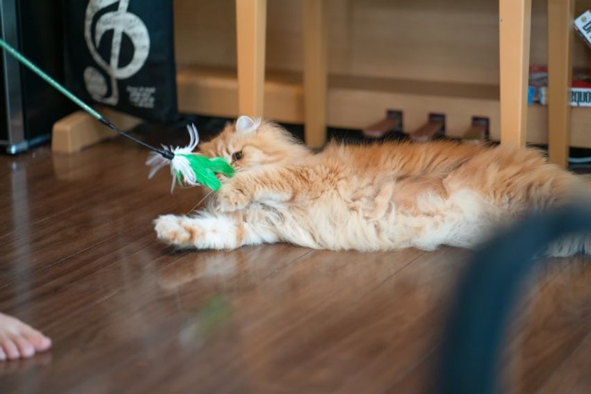 好対照な性格でご主人を虜にするペアネコ・ジンジャー&クミン - 5枚目の画像