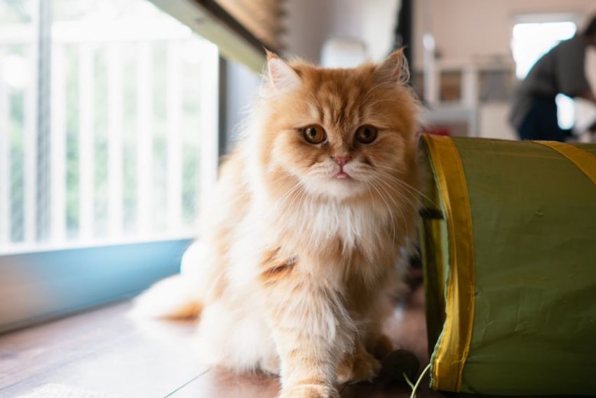 好対照な性格でご主人を虜にするペアネコ・ジンジャー&クミン - 2枚目の画像