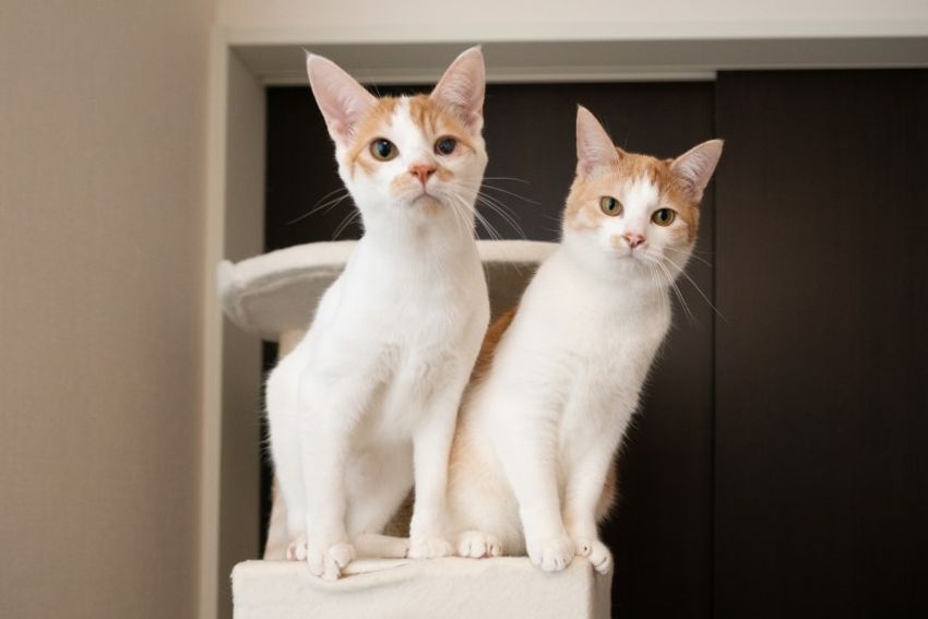 ほぼキャットモデル。沖縄兄弟ネコ・ちくわ&もなか - 20枚目の画像