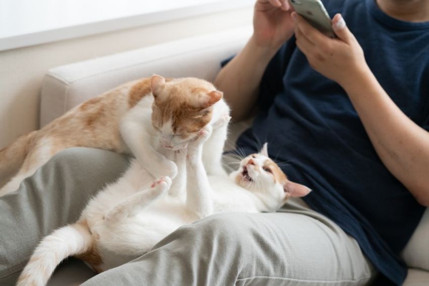 ほぼキャットモデル。沖縄兄弟ネコ・ちくわ&もなか - 18枚目の画像