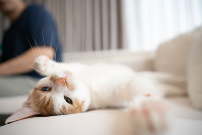 ほぼキャットモデル。沖縄兄弟ネコ・ちくわ&もなか - 5枚目の画像