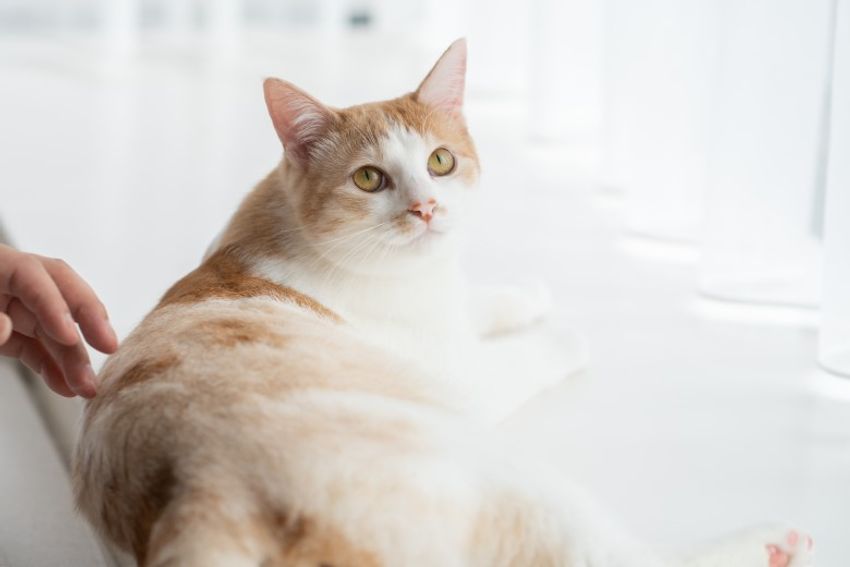 ほぼキャットモデル。沖縄兄弟ネコ・ちくわ&もなか - 2枚目の画像