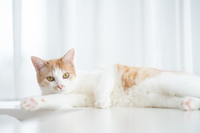 ほぼキャットモデル。沖縄兄弟ネコ・ちくわ&もなか - 9枚目の画像