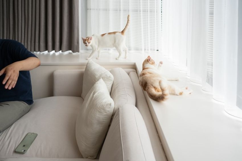 ほぼキャットモデル。沖縄兄弟ネコ・ちくわ&もなか - 12枚目の画像