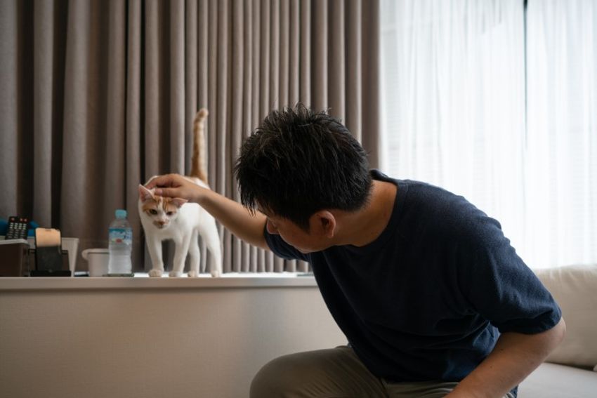 ほぼキャットモデル。沖縄兄弟ネコ・ちくわ&もなか - 11枚目の画像