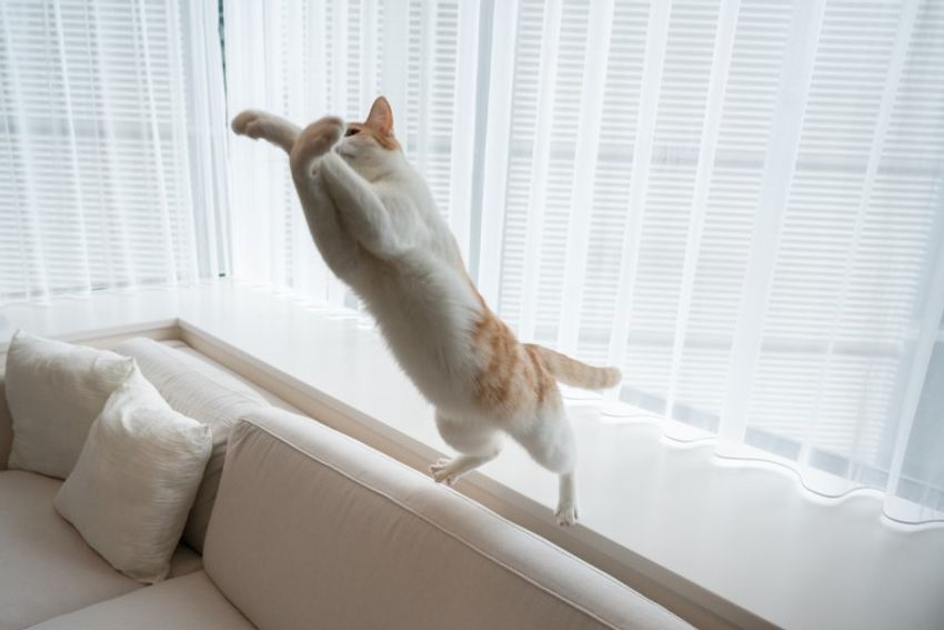 ほぼキャットモデル。沖縄兄弟ネコ・ちくわ&もなか - 4枚目の画像