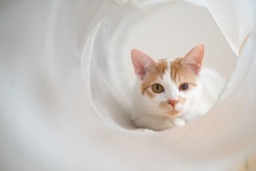 ほぼキャットモデル。沖縄兄弟ネコ・ちくわ&もなか - 8枚目の画像